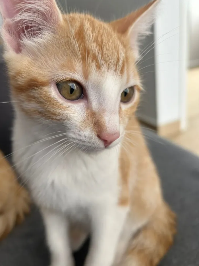 Gato raça SRD-ViraLata idade 7 a 11 meses nome Adan