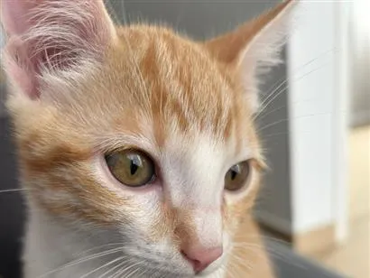 Gato raça SRD-ViraLata idade 7 a 11 meses nome Adan