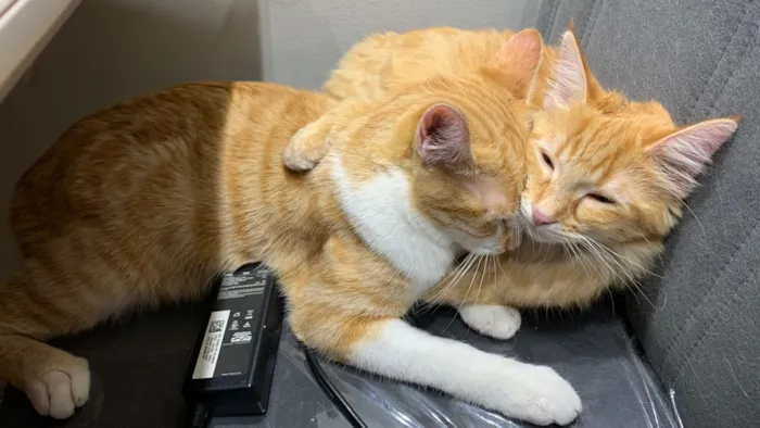 Gato raça SRD-ViraLata idade 7 a 11 meses nome Adan