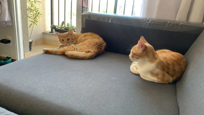 Gato raça SRD-ViraLata idade 7 a 11 meses nome Adan