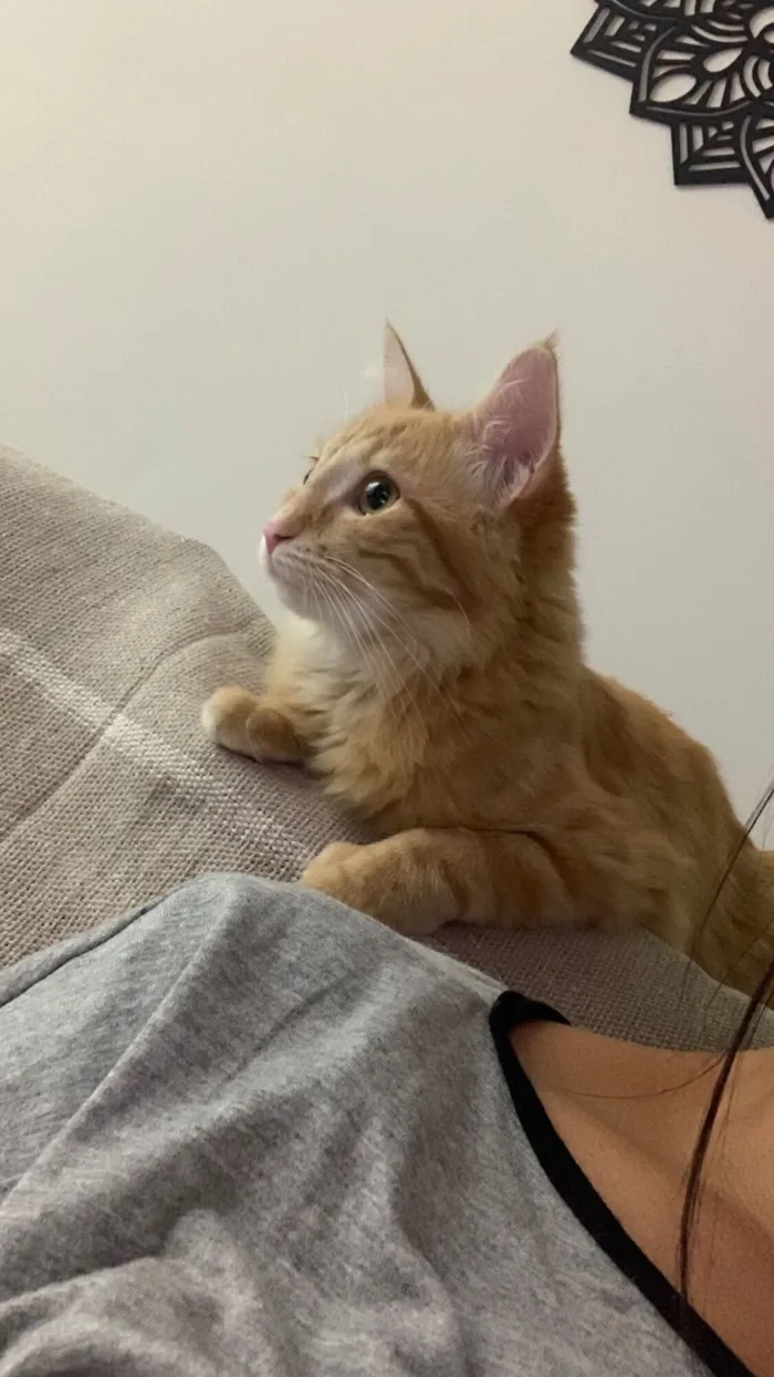 Gato raça SRD-ViraLata idade 7 a 11 meses nome Adan