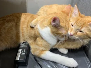 Gato raça SRD-ViraLata idade 7 a 11 meses nome Adan