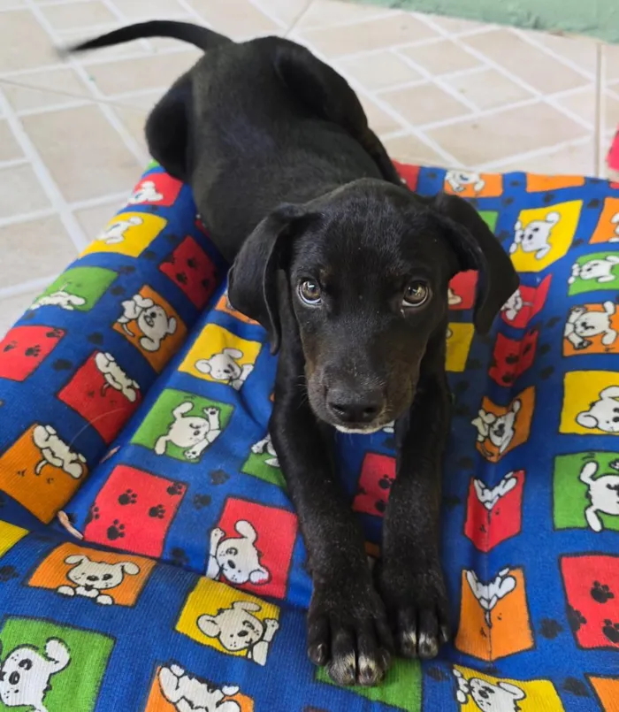 Cachorro raça SRD-ViraLata idade 2 a 6 meses nome Zana