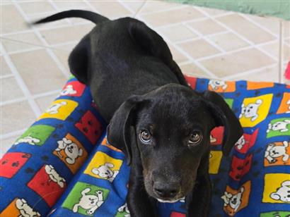 Zana - Florianópolis