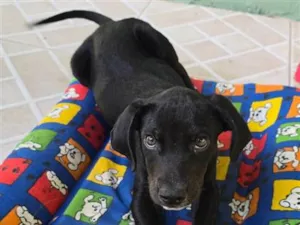 Cachorro raça SRD-ViraLata idade 2 a 6 meses nome Zana