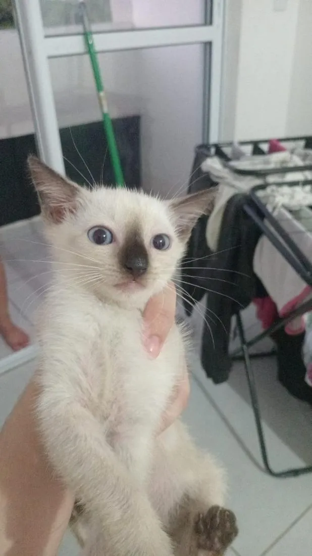 Gato raça Siamês idade 2 a 6 meses nome porco espinho