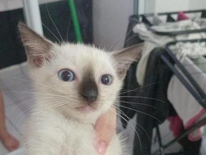 porco espinho - João Pessoa