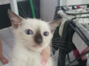 Gato raça Siamês idade 2 a 6 meses nome porco espinho