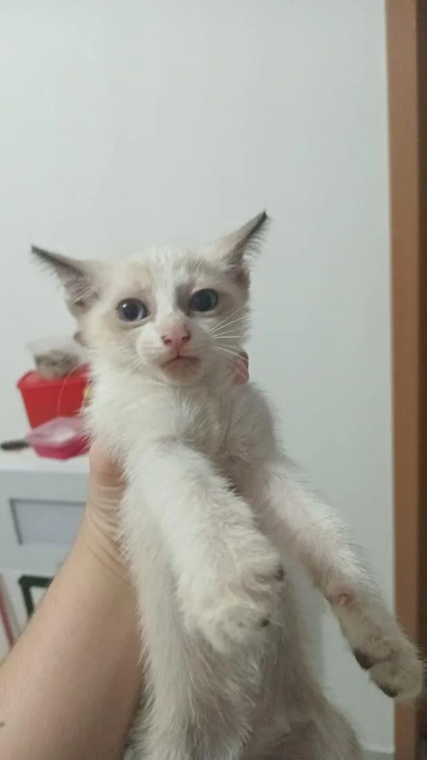 Gato raça Persa idade 2 a 6 meses nome Floquinho