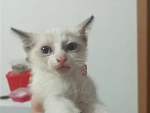 Gato raça Persa idade 2 a 6 meses nome Floquinho