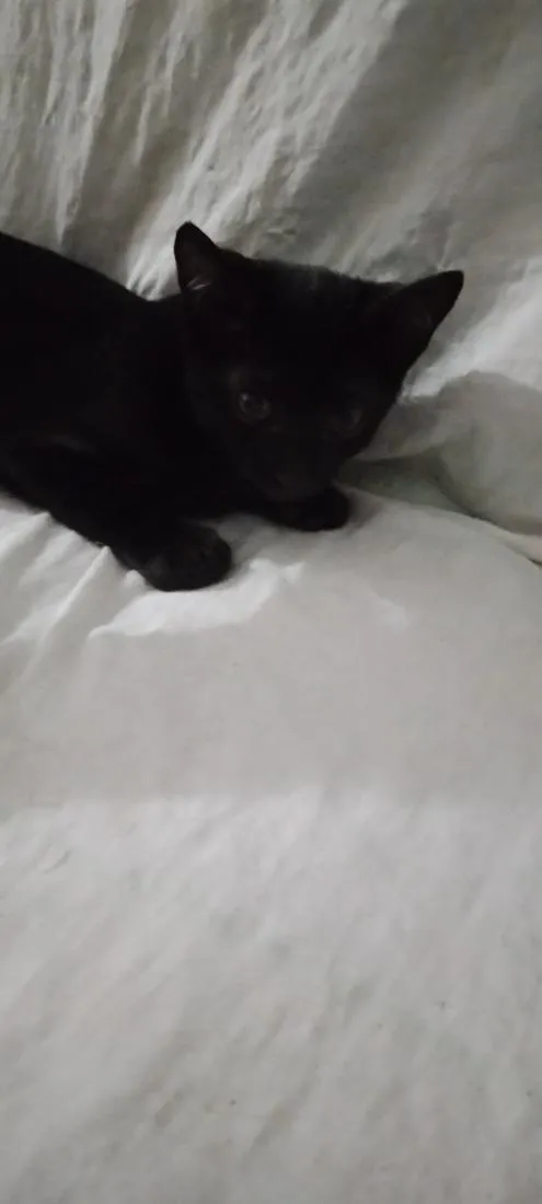 Gato raça SRD-ViraLata idade 2 a 6 meses nome Anjinho 