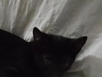 Gato raça SRD-ViraLata idade 2 a 6 meses nome Anjinho 