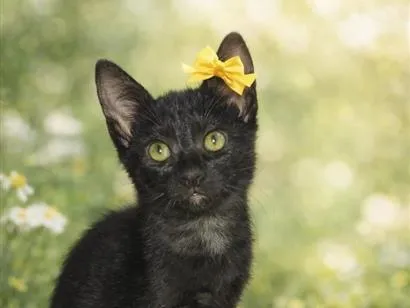 Gato raça SRD-ViraLata idade Abaixo de 2 meses nome Felicia 