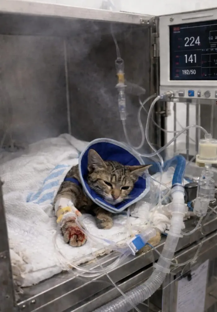 Gato raça SRD-ViraLata idade 2 a 6 meses nome Me ajude com o tratamento da Amora 