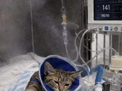 Gato raça SRD-ViraLata idade 2 a 6 meses nome Me ajude com o tratamento da Amora 