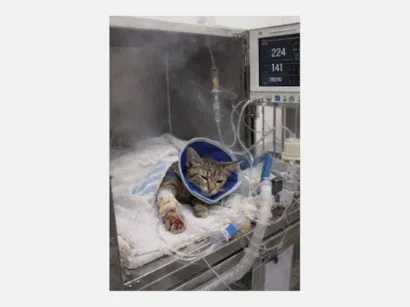 Gato raça SRD-ViraLata idade 2 a 6 meses nome Me ajude com o tratamento da Amora 