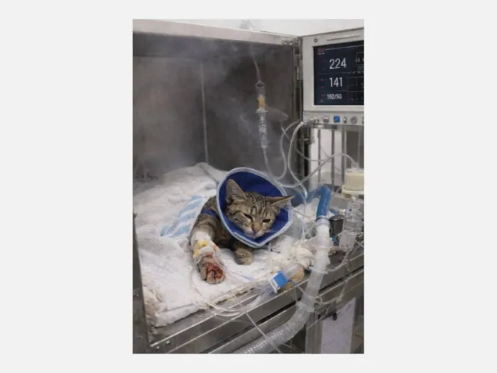 Gato raça SRD-ViraLata idade 2 a 6 meses nome Me ajude com o tratamento da Amora 