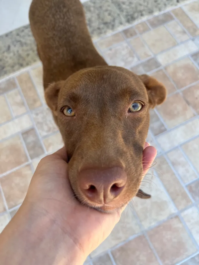 Cachorro raça SRD-ViraLata idade 3 anos nome Cacau 