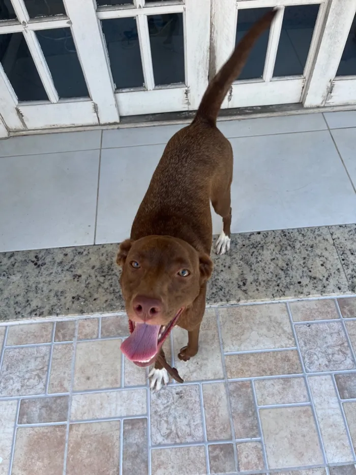 Cachorro raça SRD-ViraLata idade 3 anos nome Cacau 