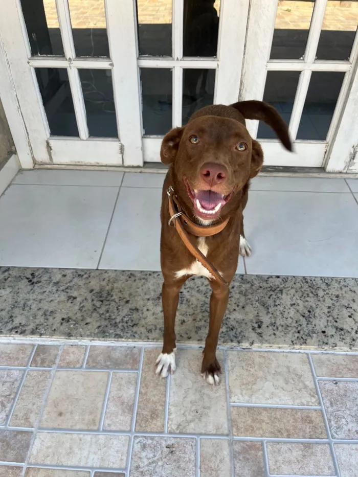 Cachorro raça SRD-ViraLata idade 3 anos nome Cacau 