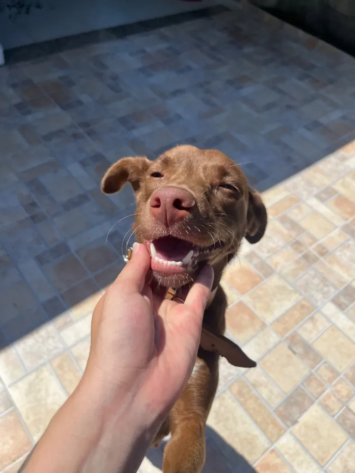 Cachorro raça SRD-ViraLata idade 3 anos nome Cacau 