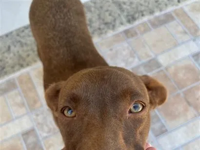 Cachorro raça SRD-ViraLata idade 3 anos nome Cacau 