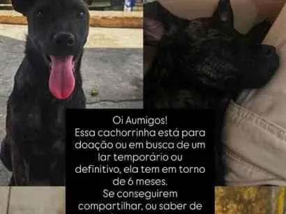 Cachorro raça SRD-ViraLata idade 2 a 6 meses nome Cacu