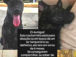 Cachorro raça SRD-ViraLata idade 2 a 6 meses nome Cacu