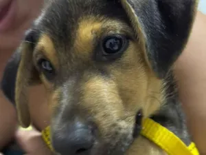 Cachorro raça SRD-ViraLata idade 2 a 6 meses nome Luke