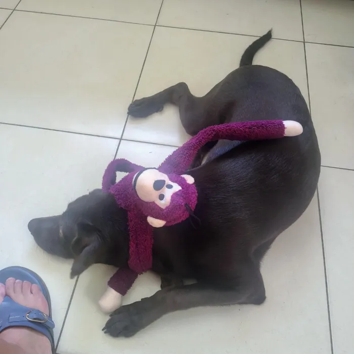 Cachorro raça Labrador idade 7 a 11 meses nome Sparky