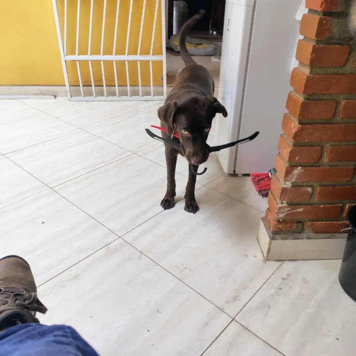 Cachorro raça Labrador idade 7 a 11 meses nome Sparky