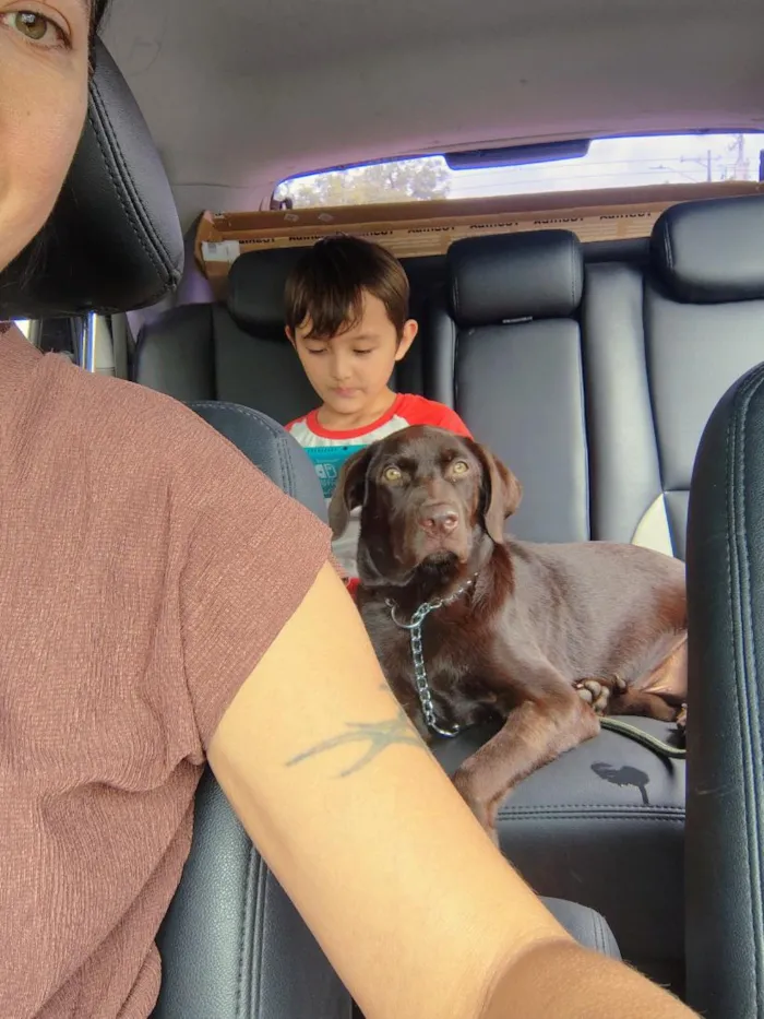 Cachorro raça Labrador idade 7 a 11 meses nome Sparky