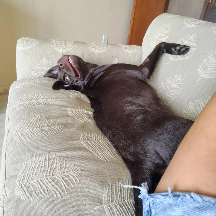 Cachorro raça Labrador idade 7 a 11 meses nome Sparky