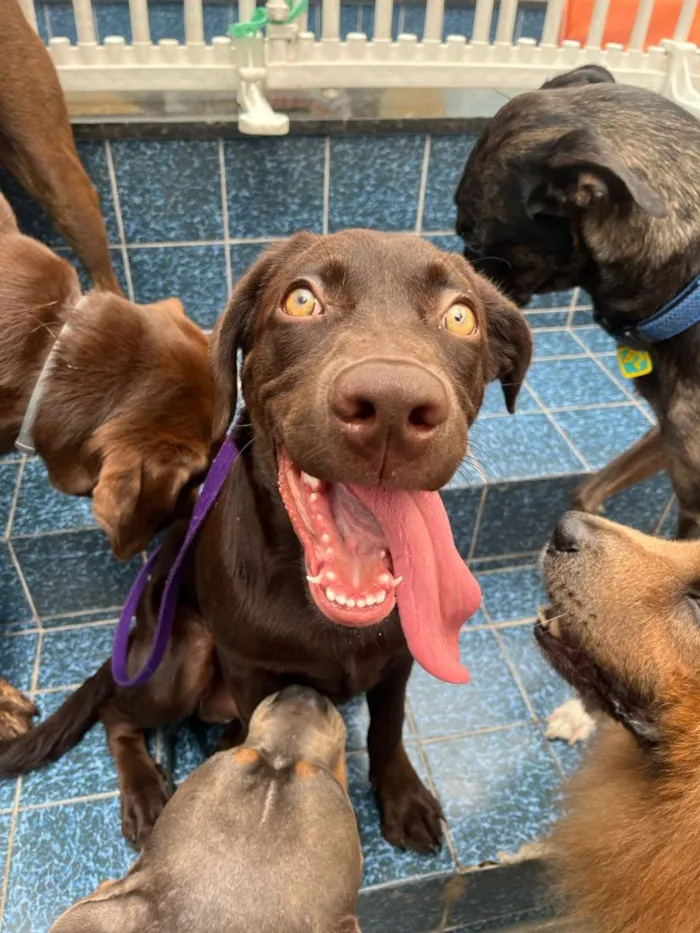 Cachorro raça Labrador idade 7 a 11 meses nome Sparky