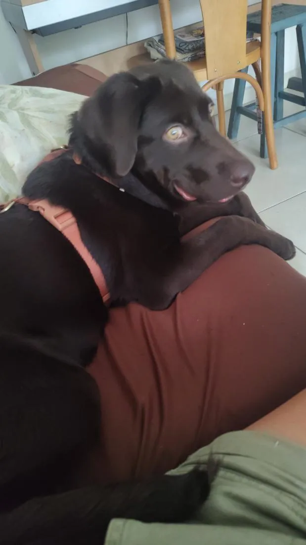 Cachorro raça Labrador idade 7 a 11 meses nome Sparky