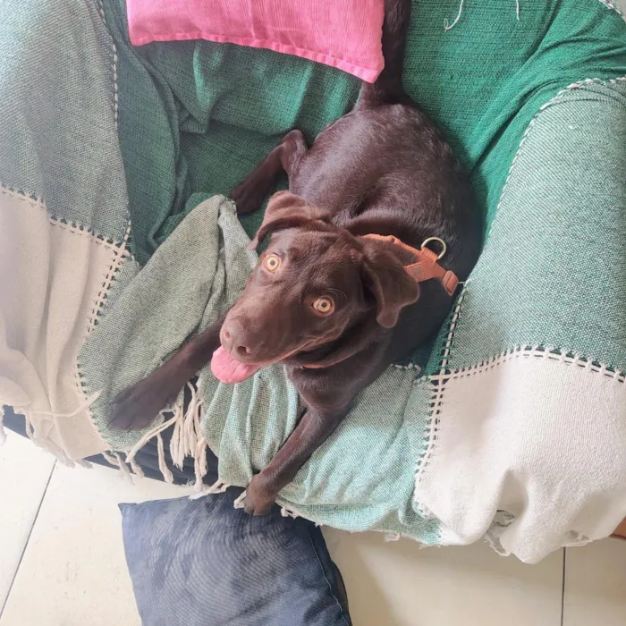 Cachorro raça Labrador idade 7 a 11 meses nome Sparky