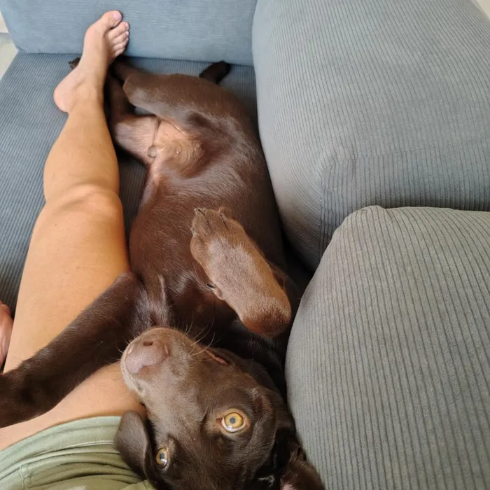 Cachorro raça Labrador idade 7 a 11 meses nome Sparky