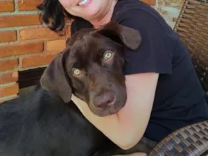 Cachorro raça Labrador idade 7 a 11 meses nome Sparky