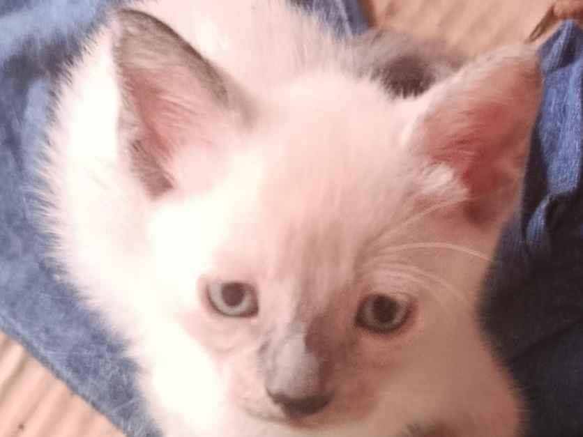 gatinha - Nilópolis