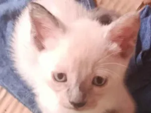 Gato raça SRD-ViraLata idade 2 a 6 meses nome gatinha