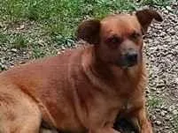 Cachorro raça SRD-ViraLata idade 5 anos nome Amarelo