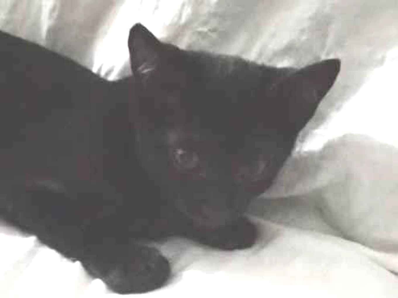 Anjinho  - João Pessoa