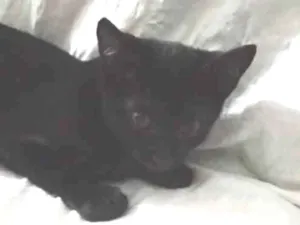 Gato raça SRD-ViraLata idade 2 a 6 meses nome Anjinho 