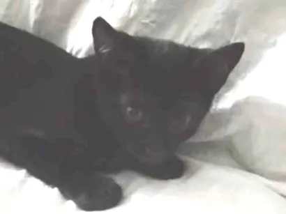 Gato raça SRD-ViraLata idade 2 a 6 meses nome Anjinho 
