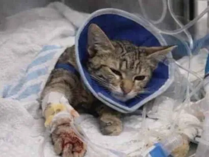 Gato raça SRD-ViraLata idade 2 a 6 meses nome Me ajude com o tratamento da Amora 