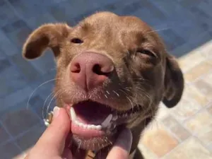 Cachorro raça SRD-ViraLata idade 3 anos nome Cacau 