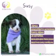 Susy
