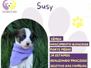 Cachorro raça SRD-ViraLata idade 2 a 6 meses nome Susy