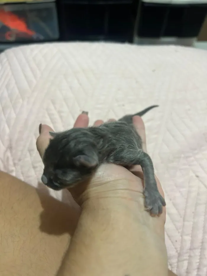 Gato raça SRD-ViraLata idade Abaixo de 2 meses nome Cinzentos