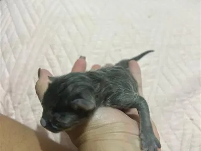 Gato raça SRD-ViraLata idade Abaixo de 2 meses nome Cinzentos